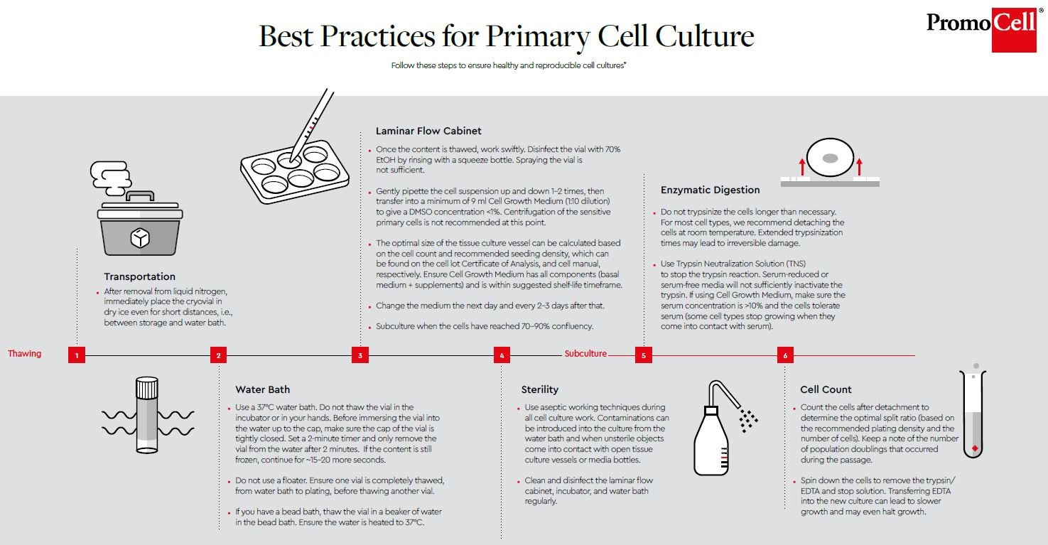 Best Practices for Primary Cell Culture