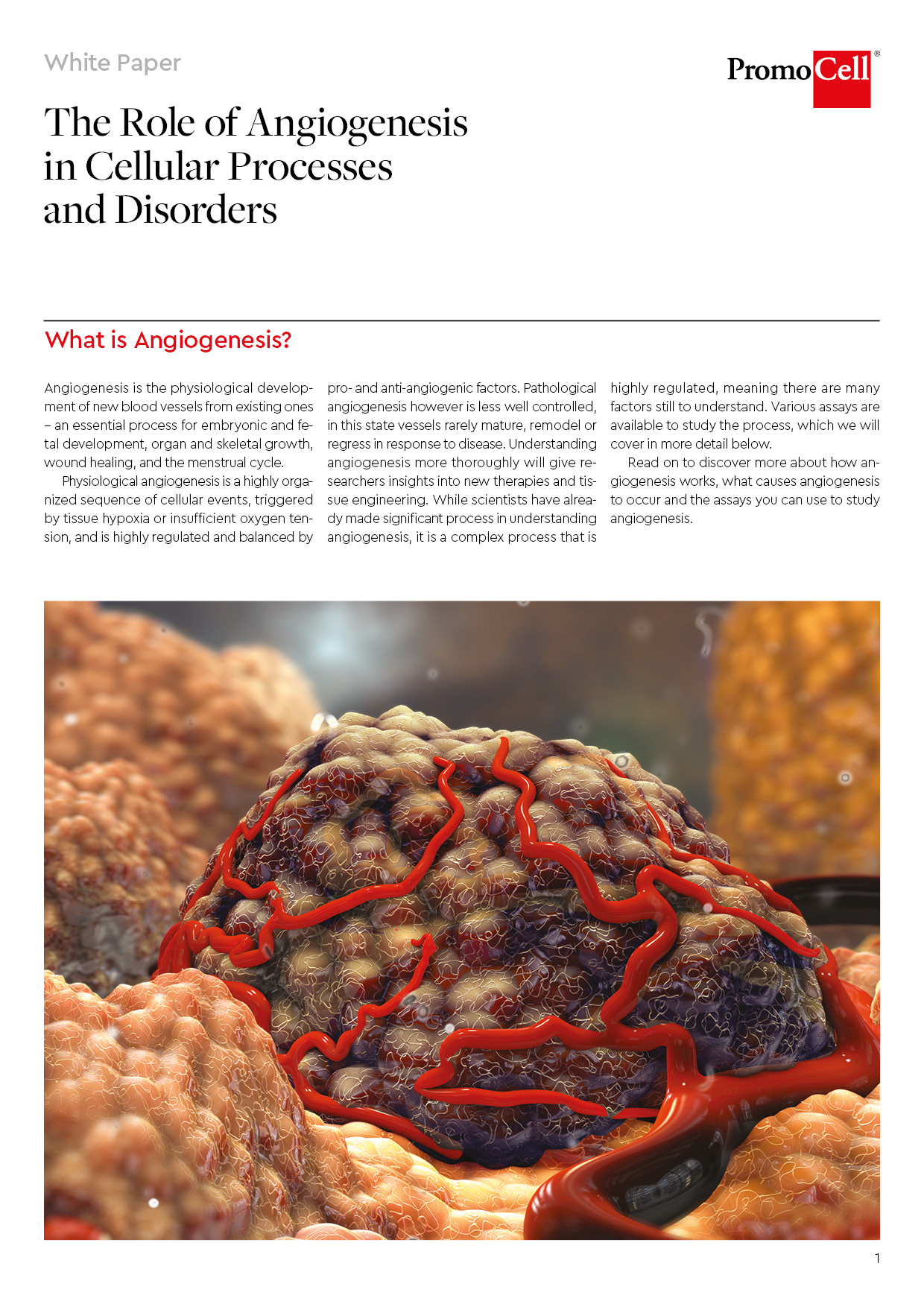 White-Paper-Angiogenesis